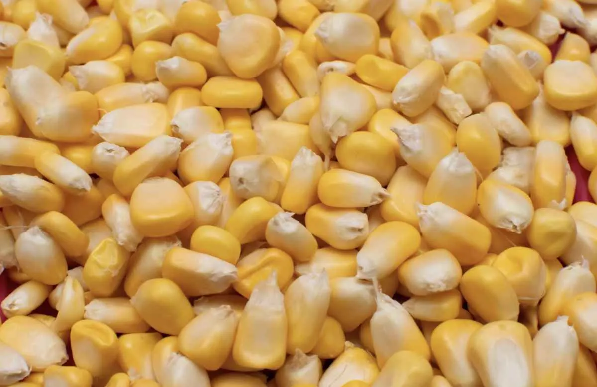 Milho recua em Chicago e colheita segue lenta no Brasil