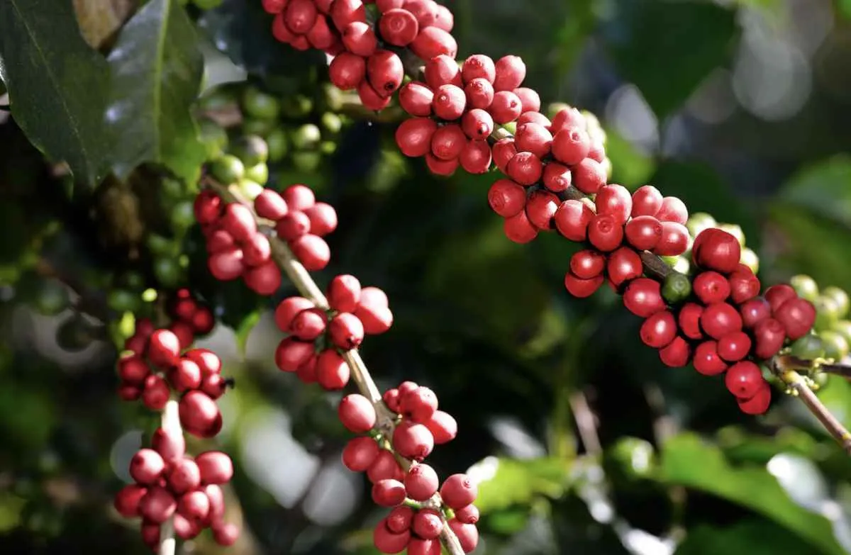 Preço do café pode cair nos próximos meses