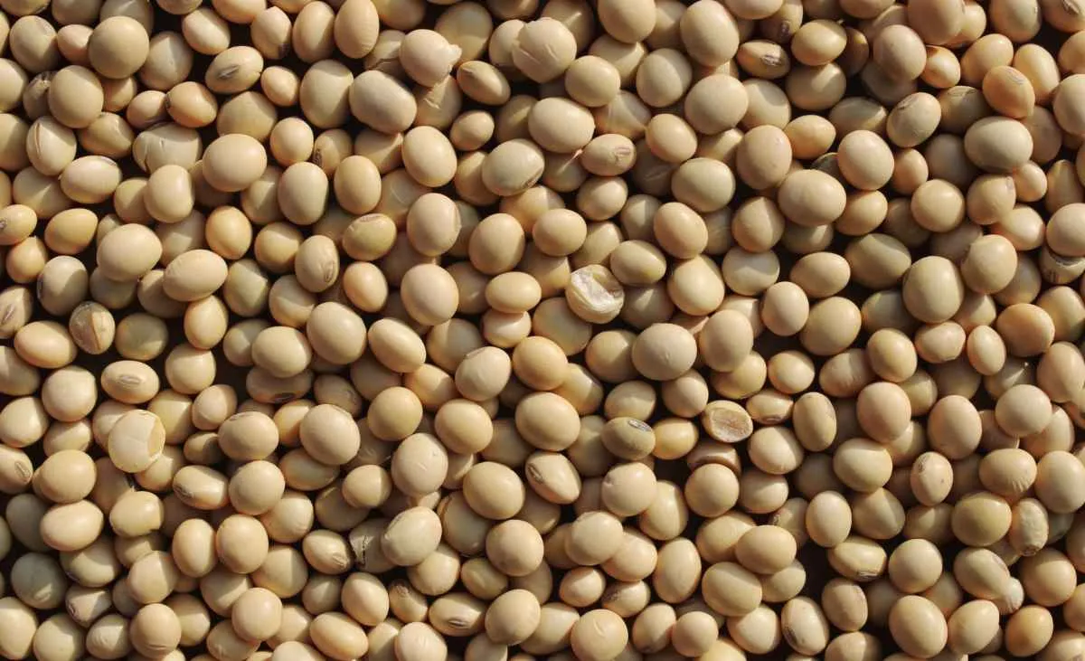 PIB da soja e do biodiesel cresce com safra e demanda firmes
