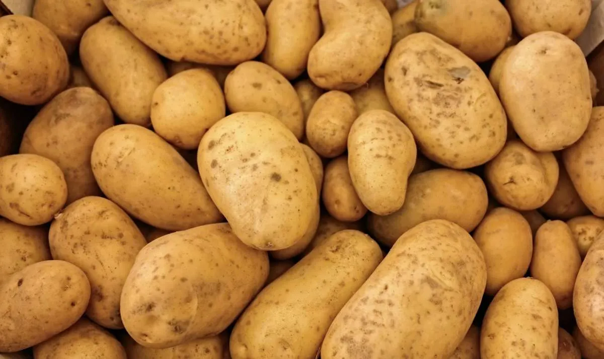 Horticultura do Paraná movimenta R$ 6,2 bilhões 