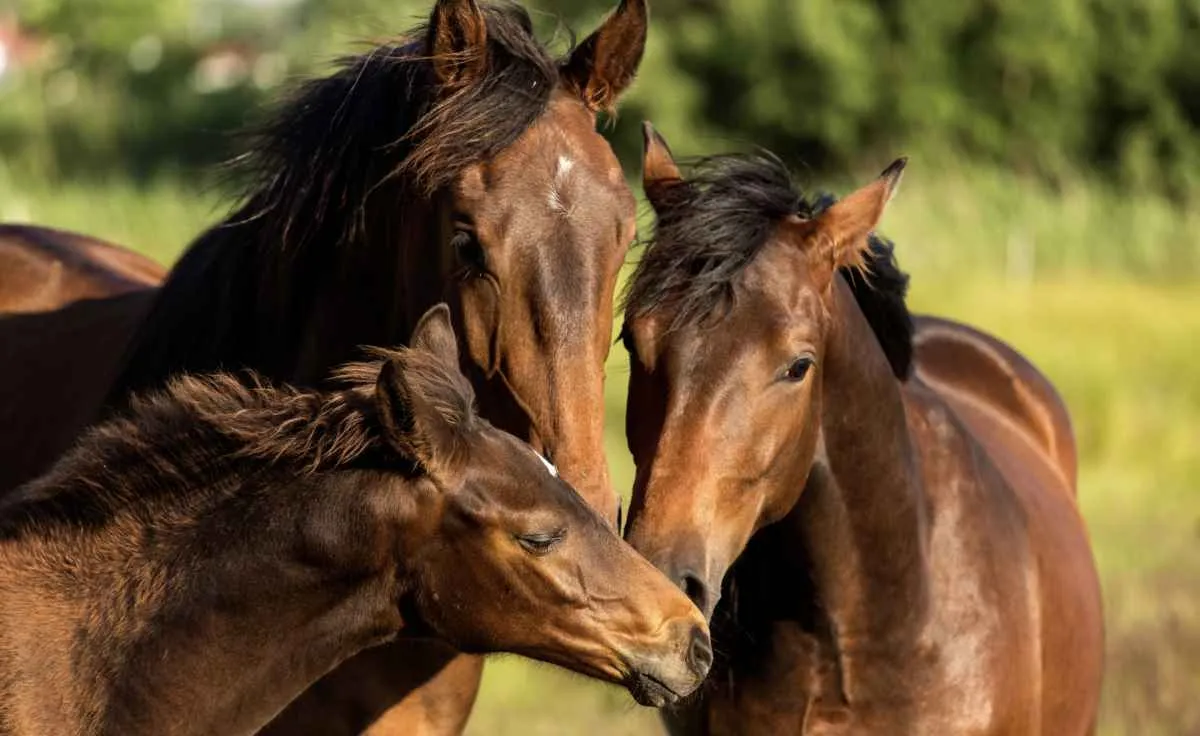 Mortes de equinos sobem para 284 após consumo de ração