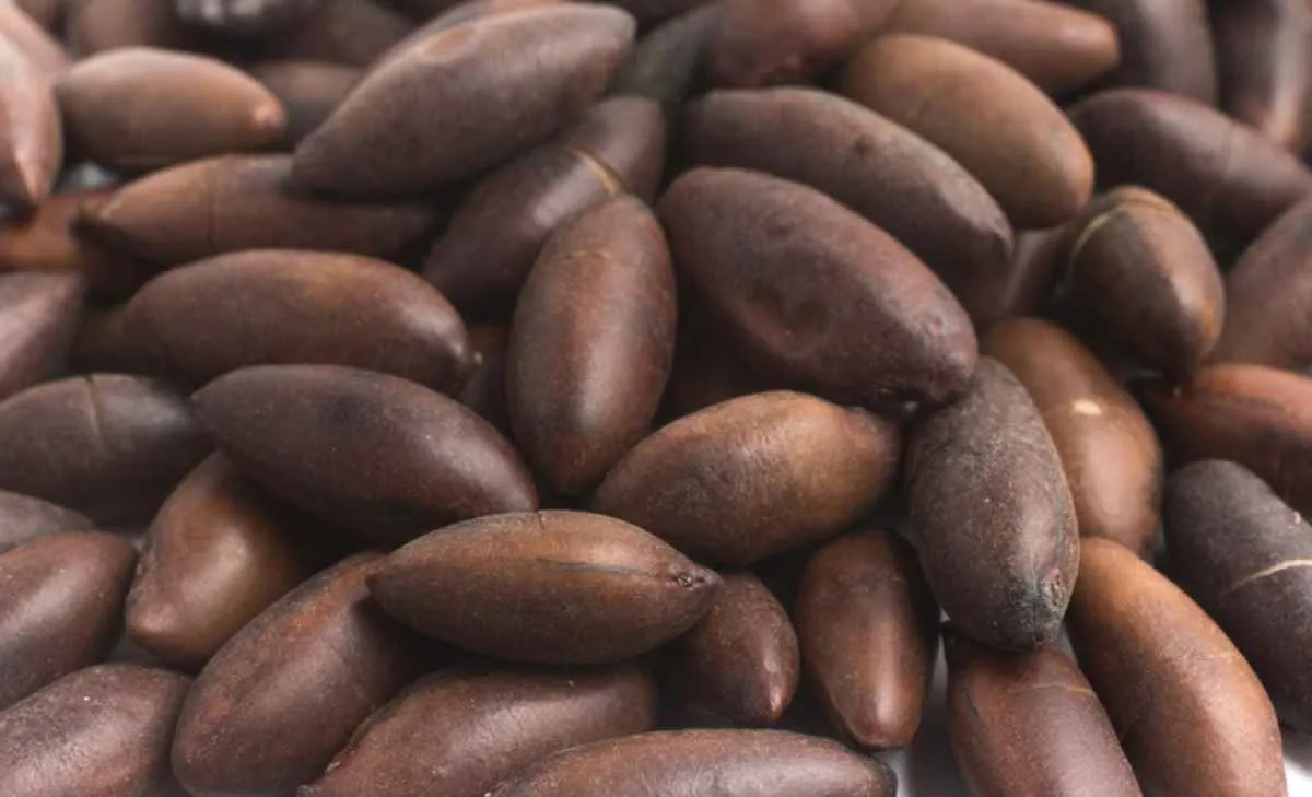 Abertura de mercado UE amplia exportação de castanhas de baru