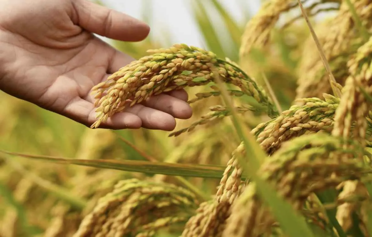 Arroz sobe na semana, mas acumula cinco meses consecutivos de queda