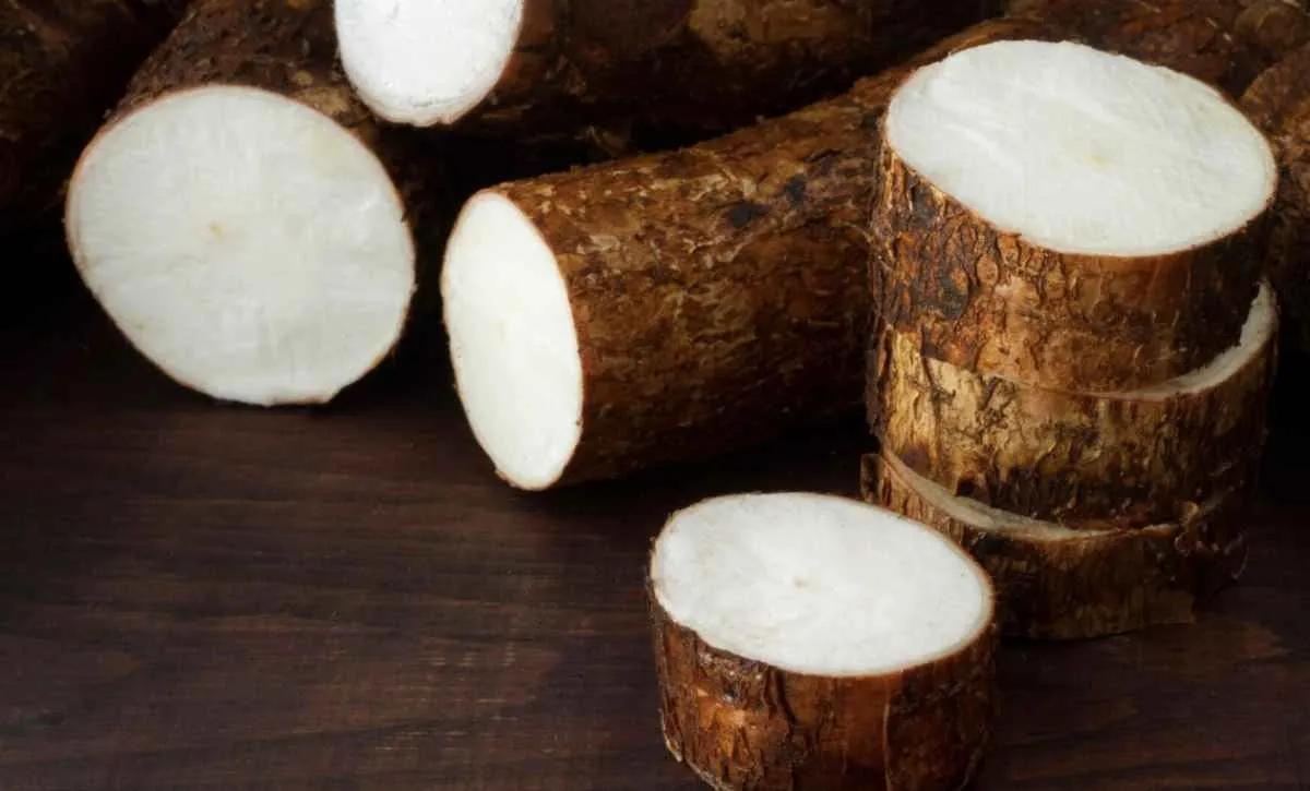 Produtores de mandioca poderão vender fécula e farinha ao Governo Federal
