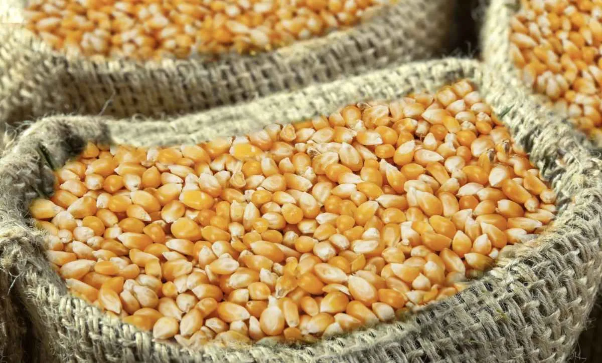 Milho segue pressionado em Chicago com foco na oferta global