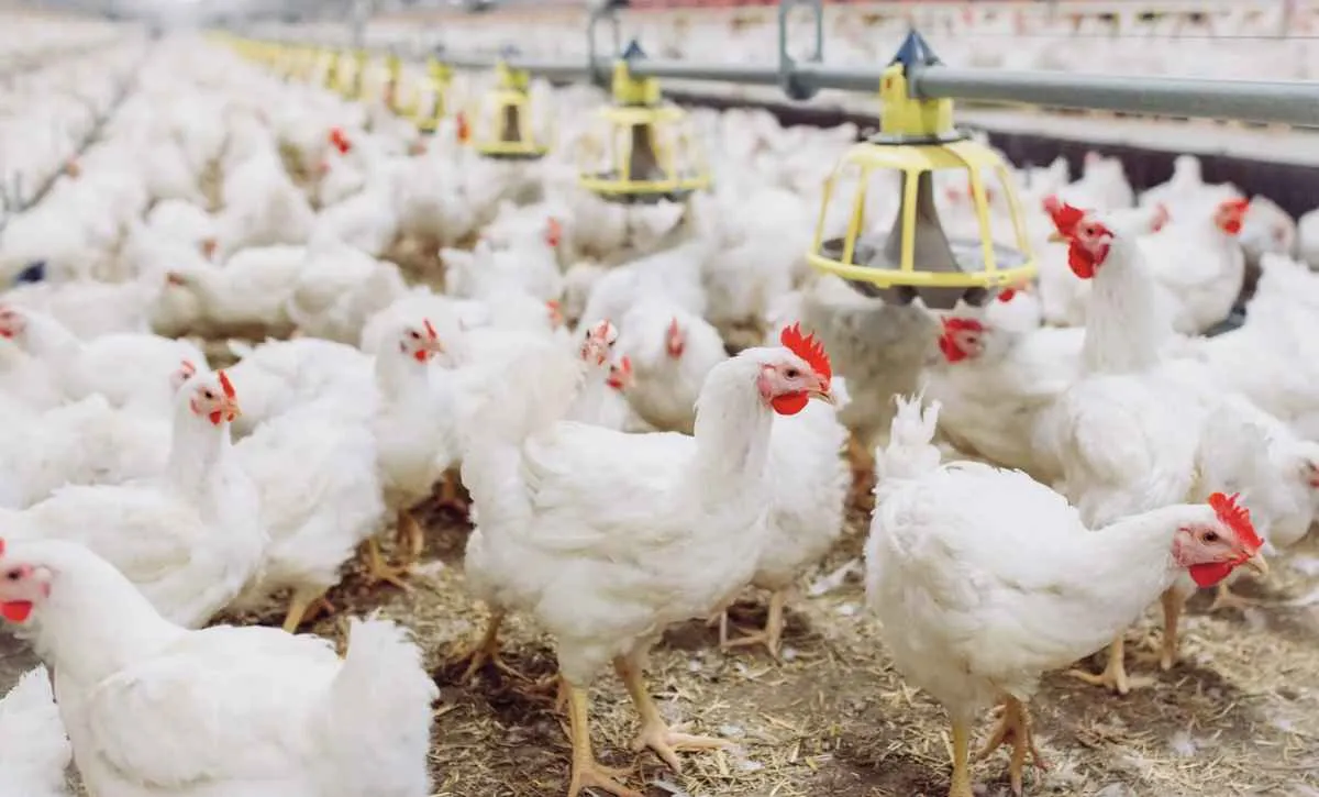 Preços da carne de frango iniciam julho em queda no Brasil