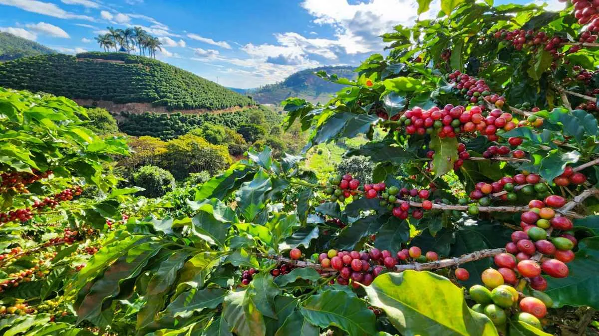 PIB do agronegócio mineiro bate recorde e chega a R$ 235 bilhões em 2024