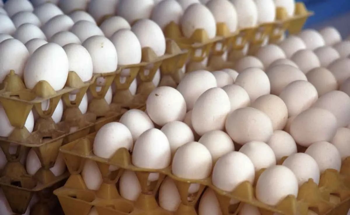 Queda no custo dos insumos em junho compensou recuo nos preços dos ovos, melhorando poder de compra do produtor. Foto: Canva