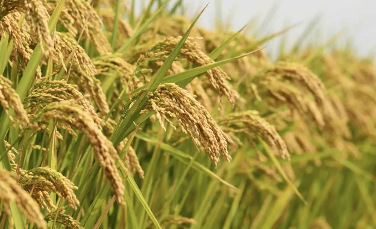 Tarifa dos EUA sobre arroz brasileiro ameaça exportações