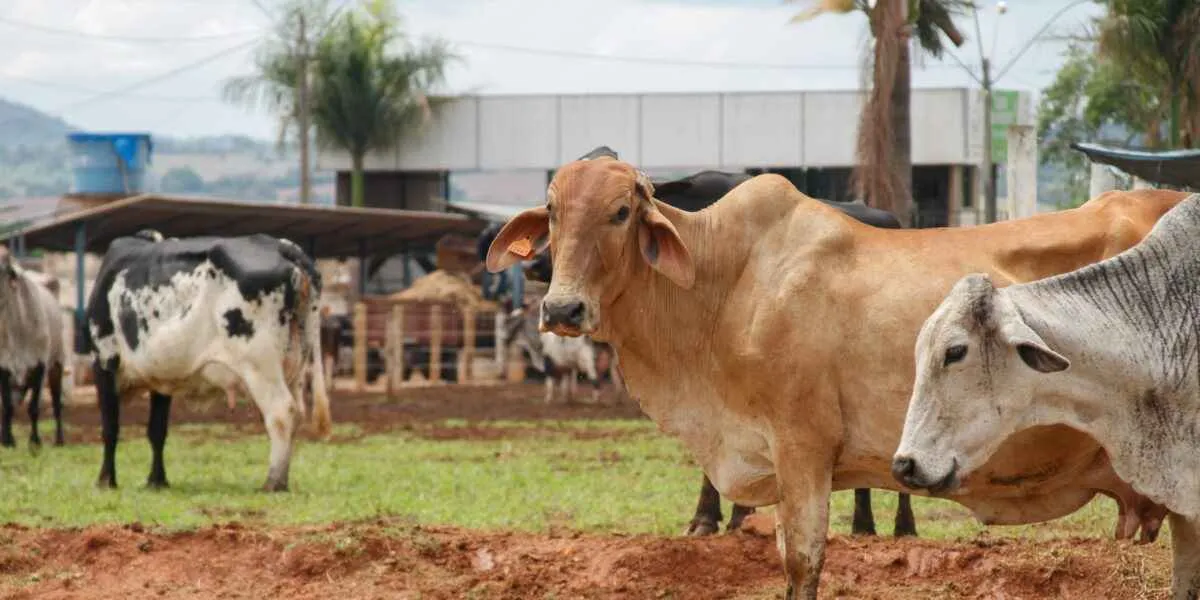 Goiás lança programa para melhorar genética bovina na agricultura familiar
