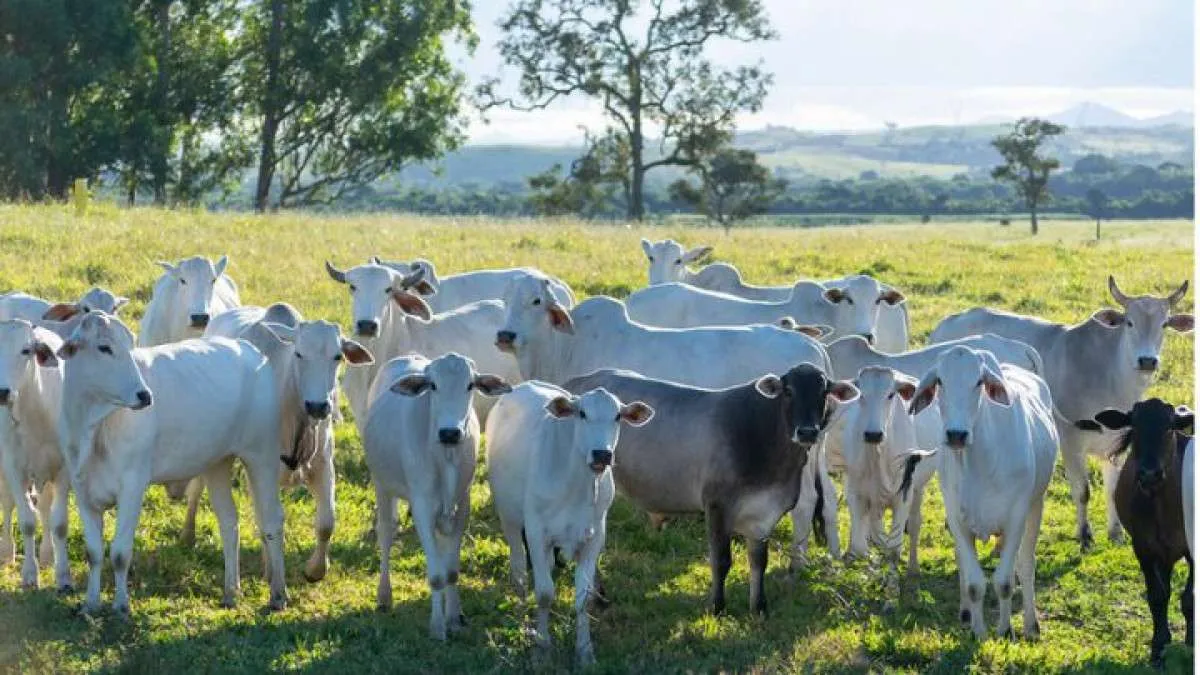 Bahia avança na implantação do plano de identificação de bovinos