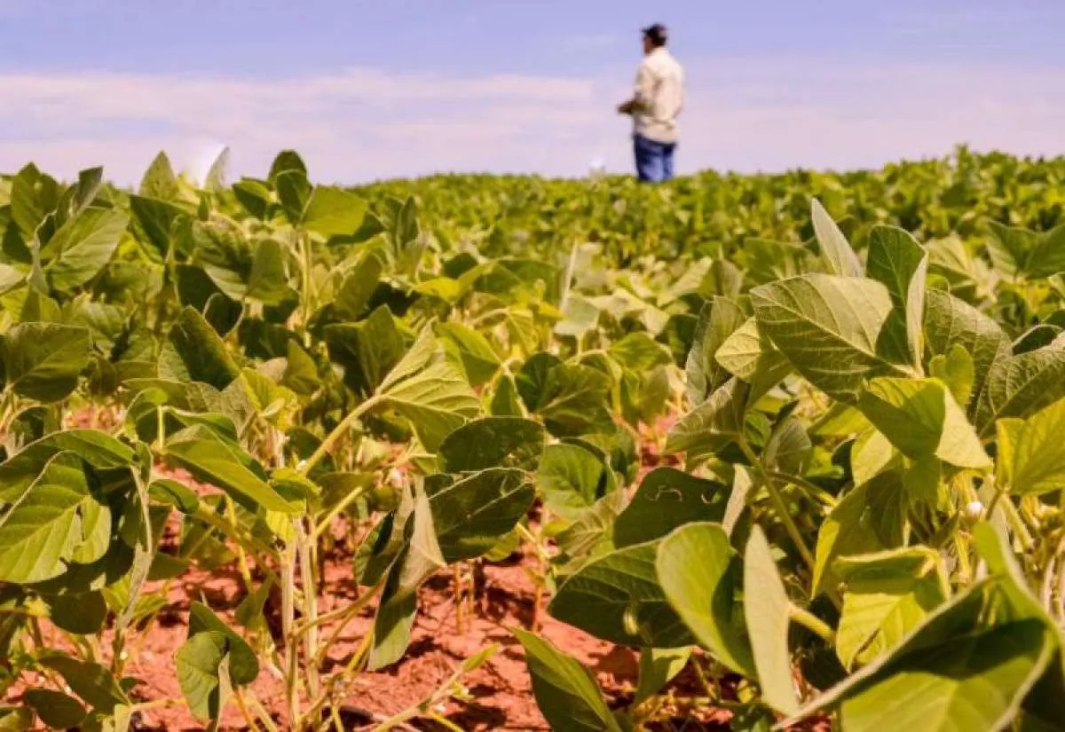 Alta dos custos e dos juros reduz poder de investimento do produtor rural, mesmo com aumento nominal no Plano Safra. Foto: Arquivo Famasul