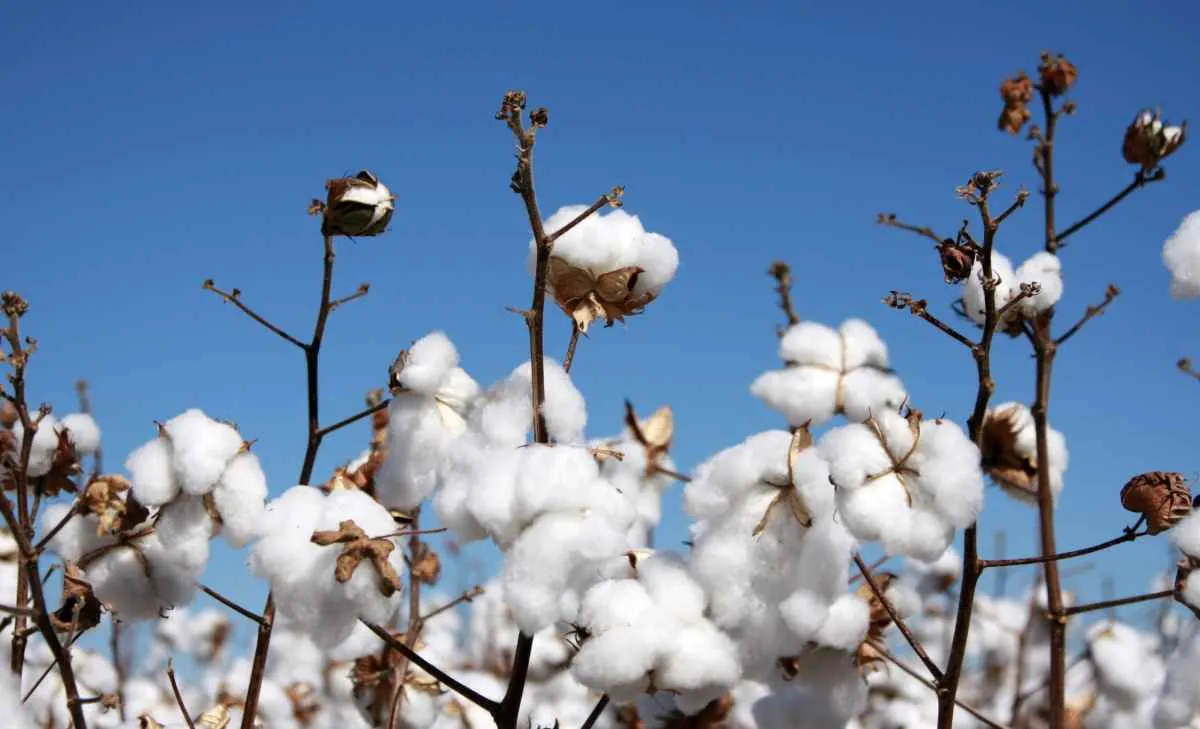 Produção de algodão no Brasil cresce mesmo com desafios