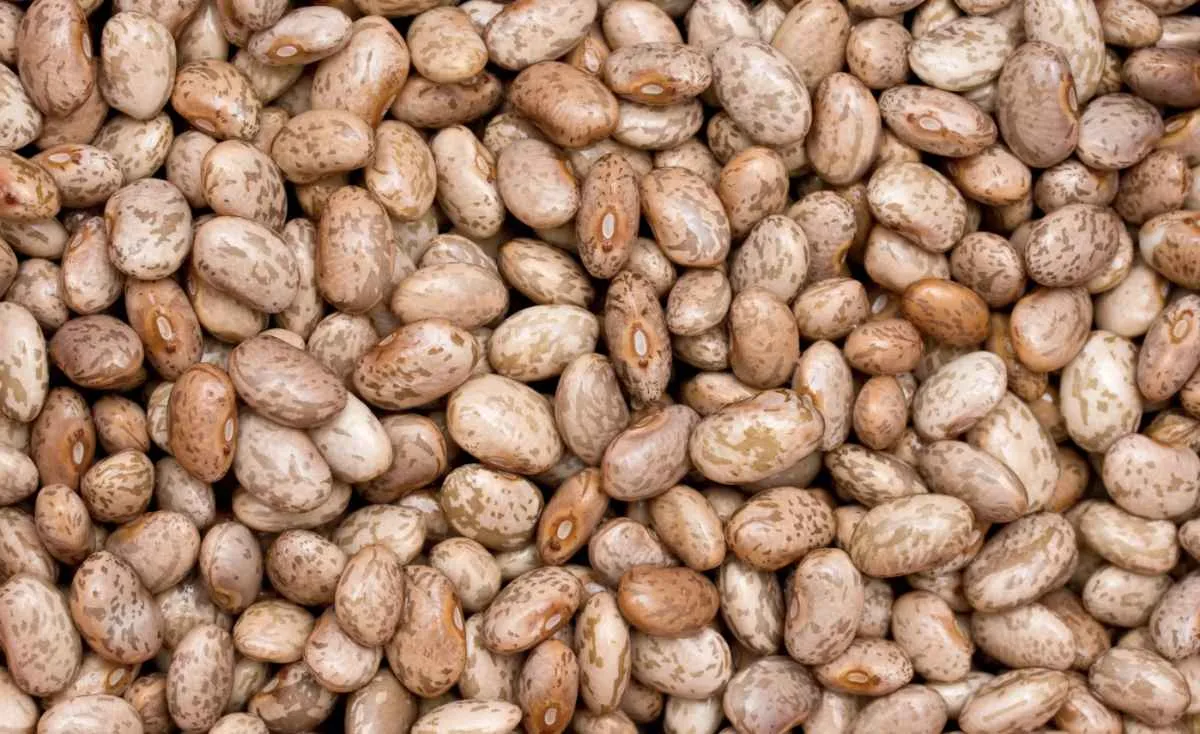 Quedas de preços do feijão marcam o mês de julho