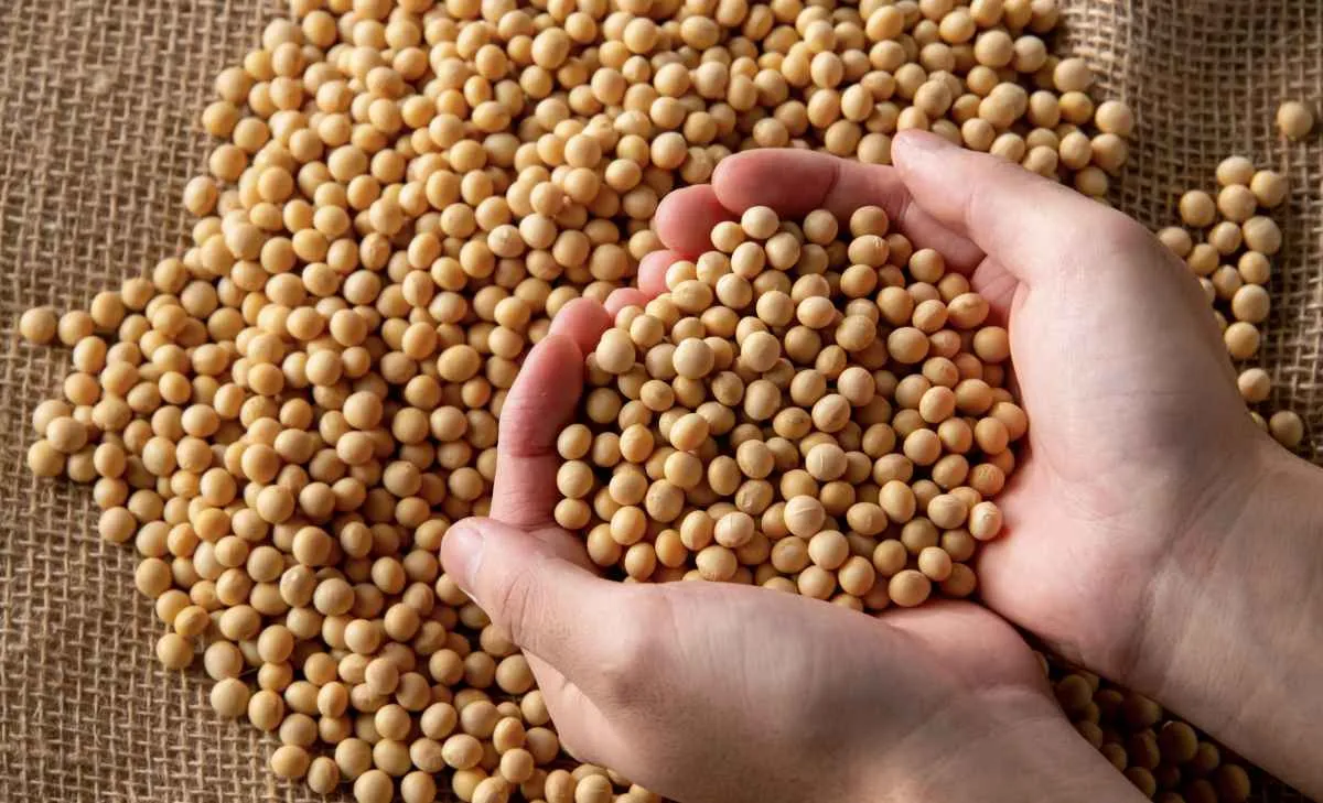 Mercado de soja inicia semana com leves altas 