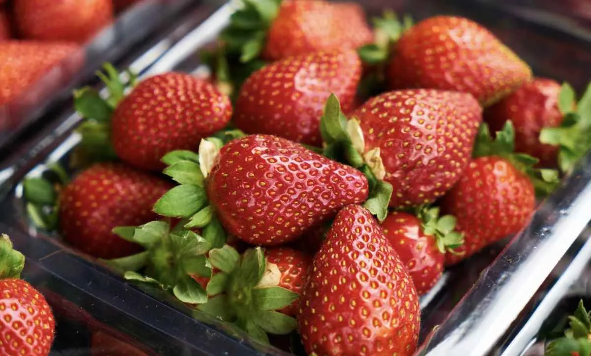 Morango do amor impulsiona vendas de produtores em São Paulo