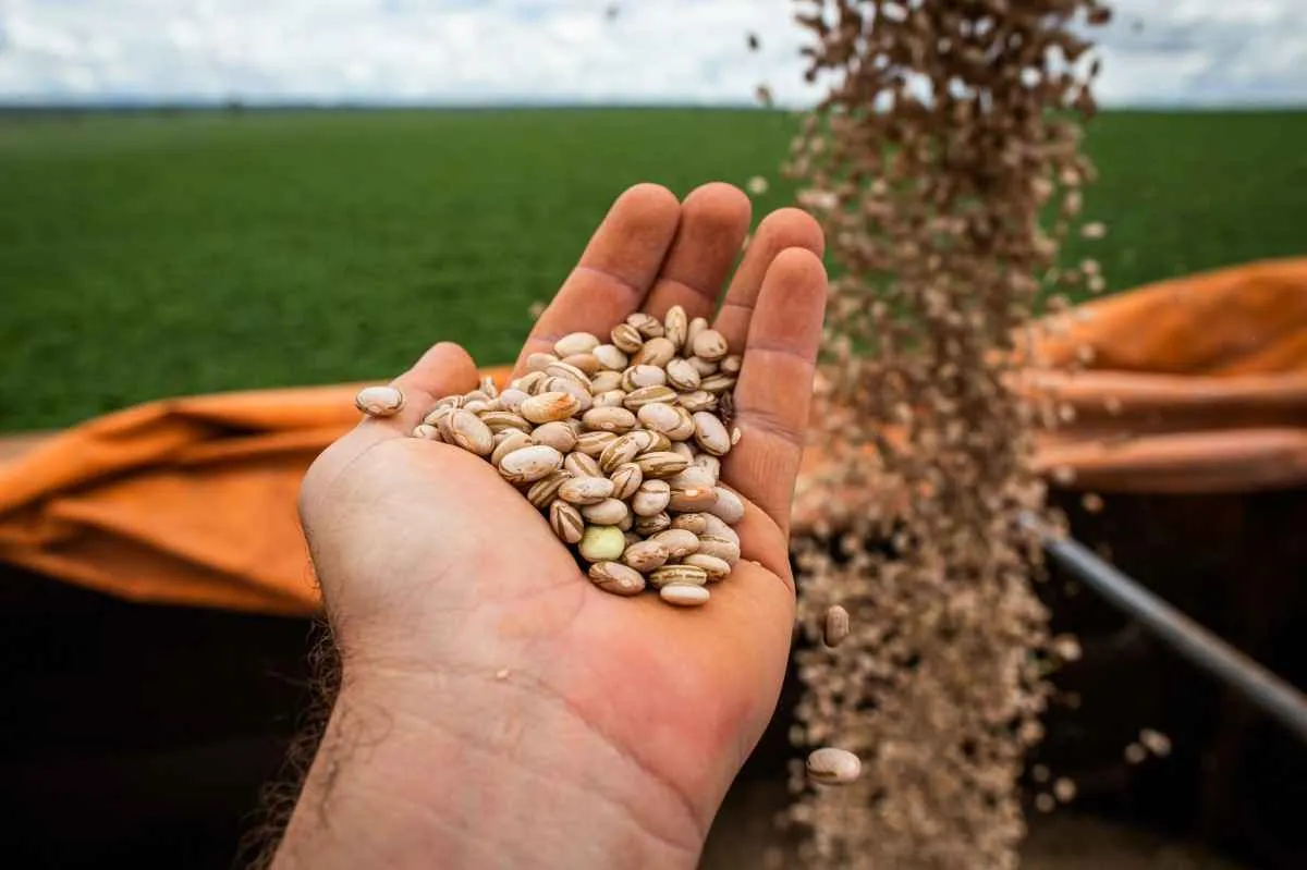 Goiás lidera produção de feijão e alcança maior safra em quatro anos