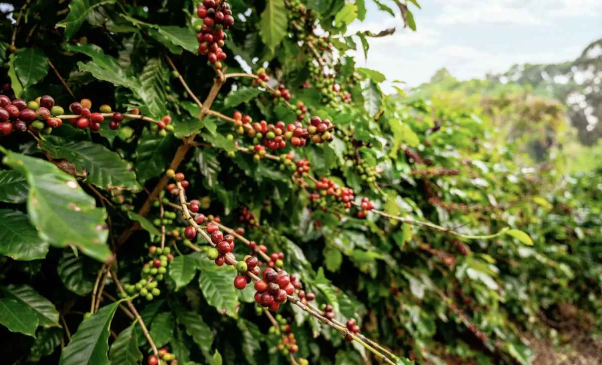 Colheita de café arábica se aproxima do fim com menor rendimento