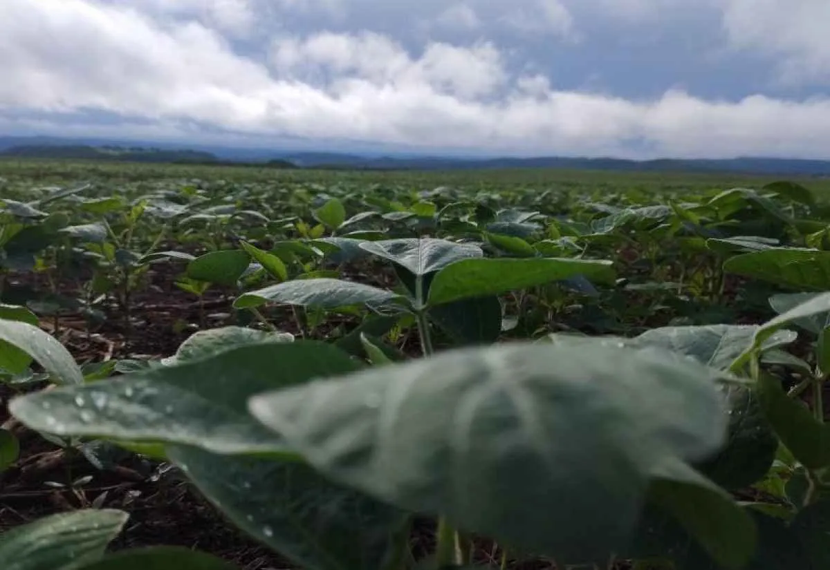 Início do plantio da soja em MS terá chuvas irregulares e calor