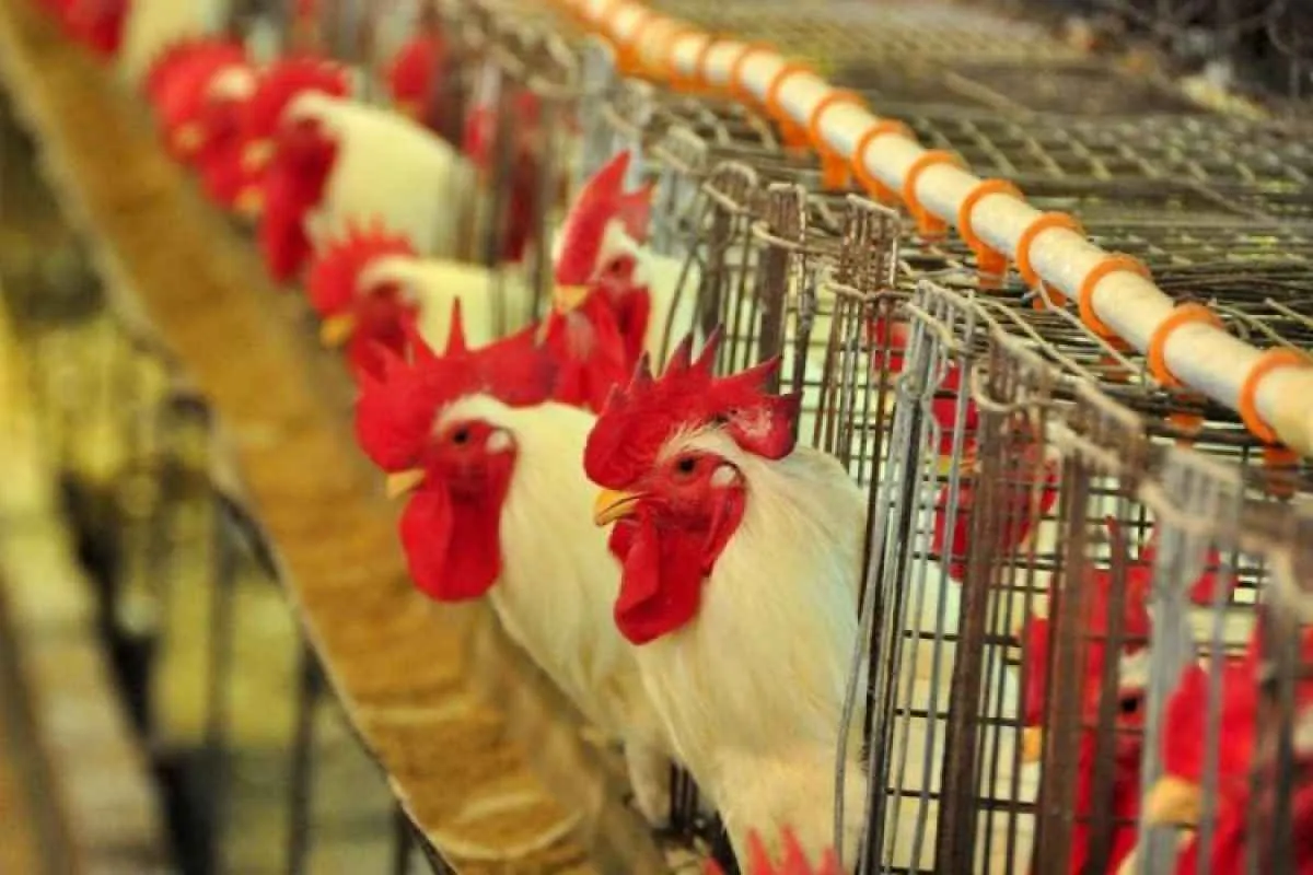 Japão se torna principal destino da carne de frango de MS em 2025