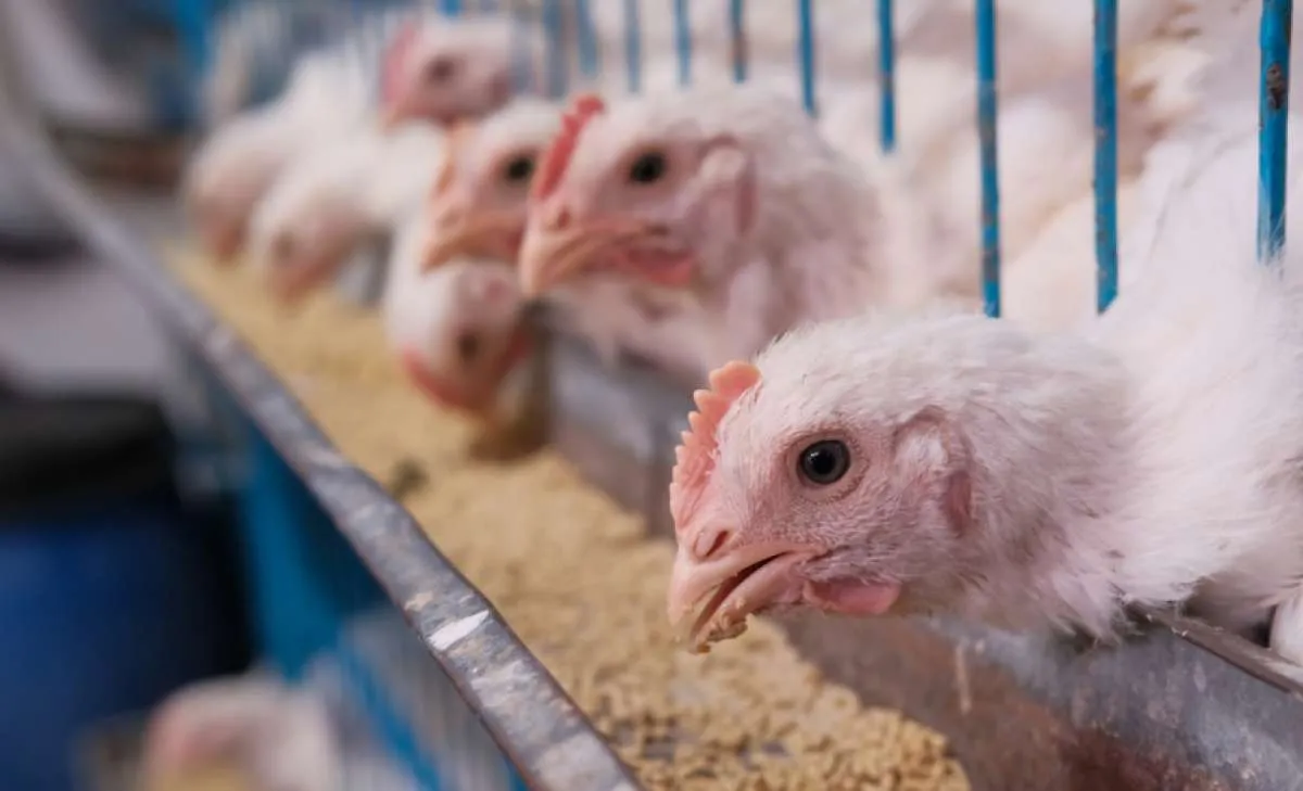 Brasil libera exportação de aves vivas para Emirados Árabes Unidos