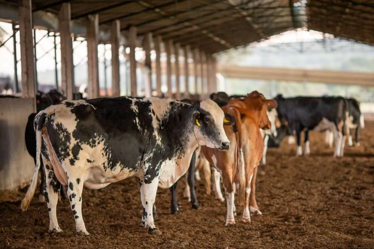 Programa de melhoramento genético bovino beneficia produtores de Goiás