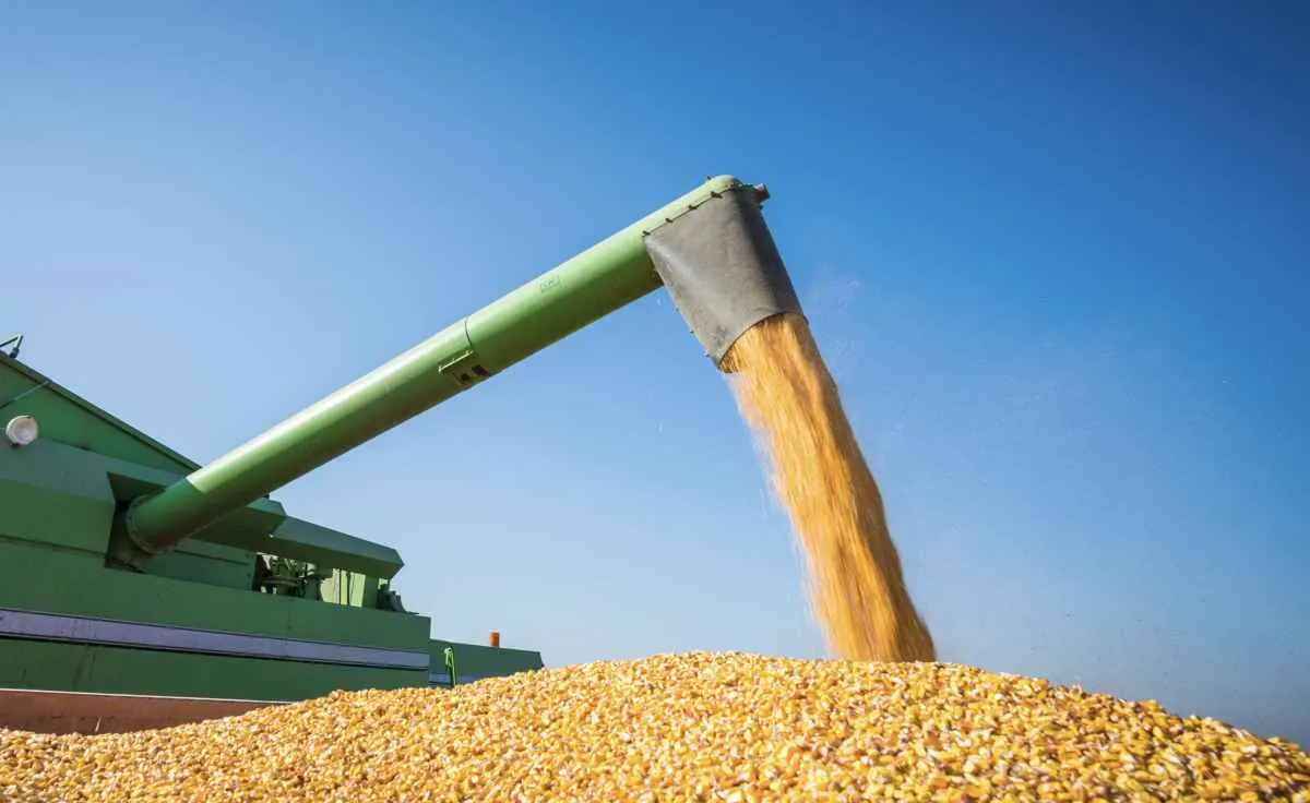 Brasil volta a exportar milho e prêmios sobem