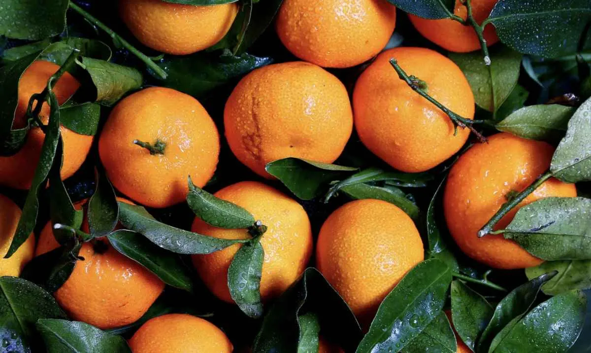 Demanda firme mantém preços da laranja