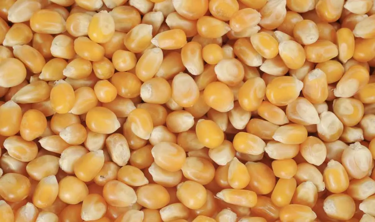 Preços do milho sobem com boas exportações e Crop Tour