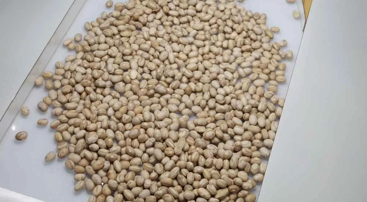 Agrodefesa alerta sobre compra de sementes