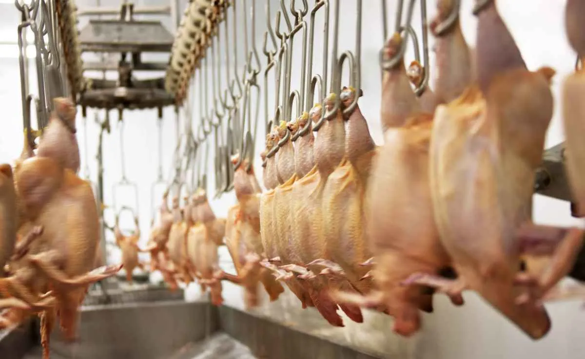 Arábia Saudita retoma importação de carne de aves do RS