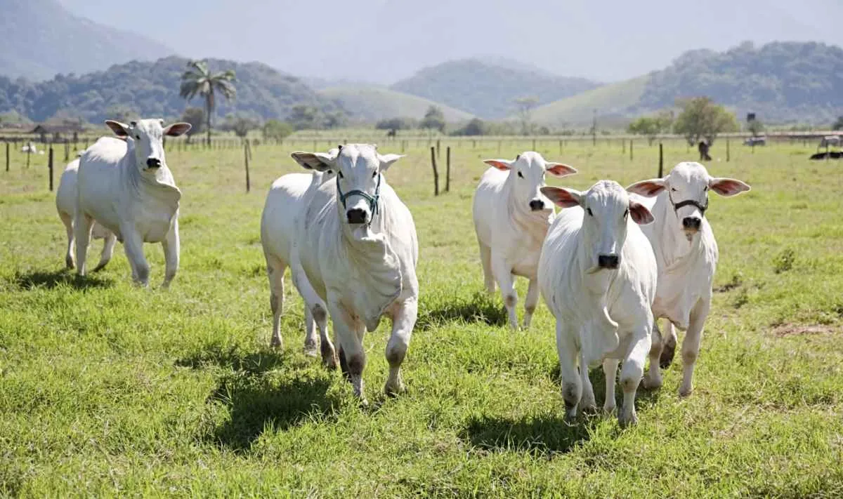 Acrimat alerta para impactos do tarifaço nos pecuaristas