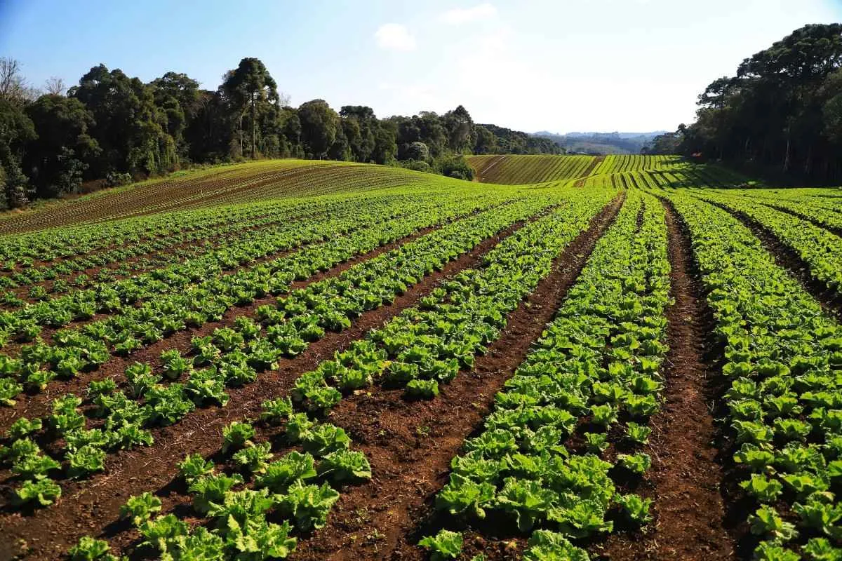 Produção de orgânicos no Paraná bate recorde com 4.510 certificações