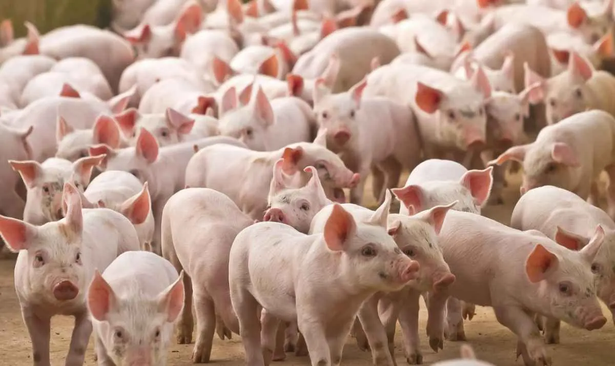 Poder de compra do suinocultor recua em agosto