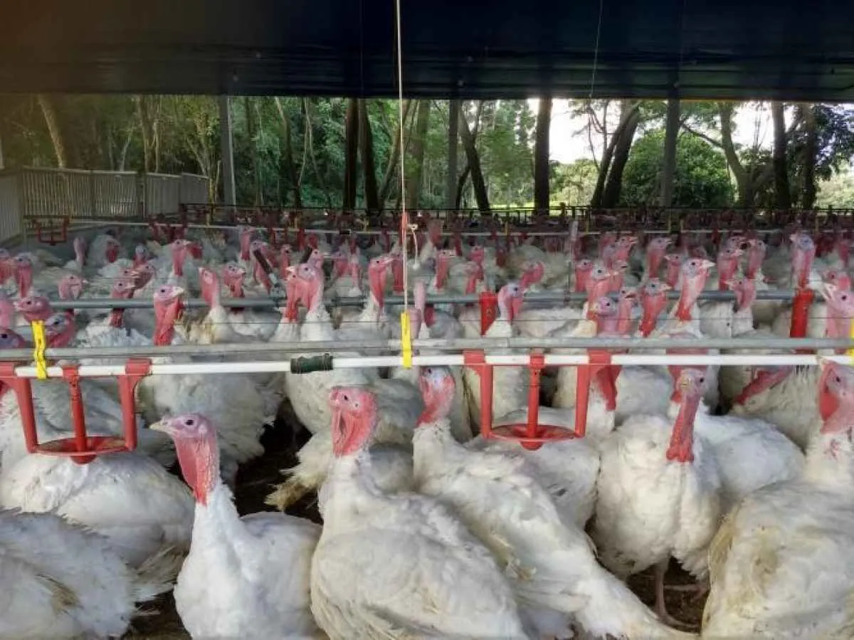 Paraná exporta 6 mil ton de carne de peru no 1º semestre