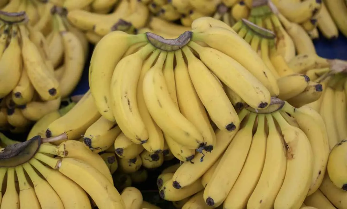 Banana nanica tem maior preço do ano no Norte de SC