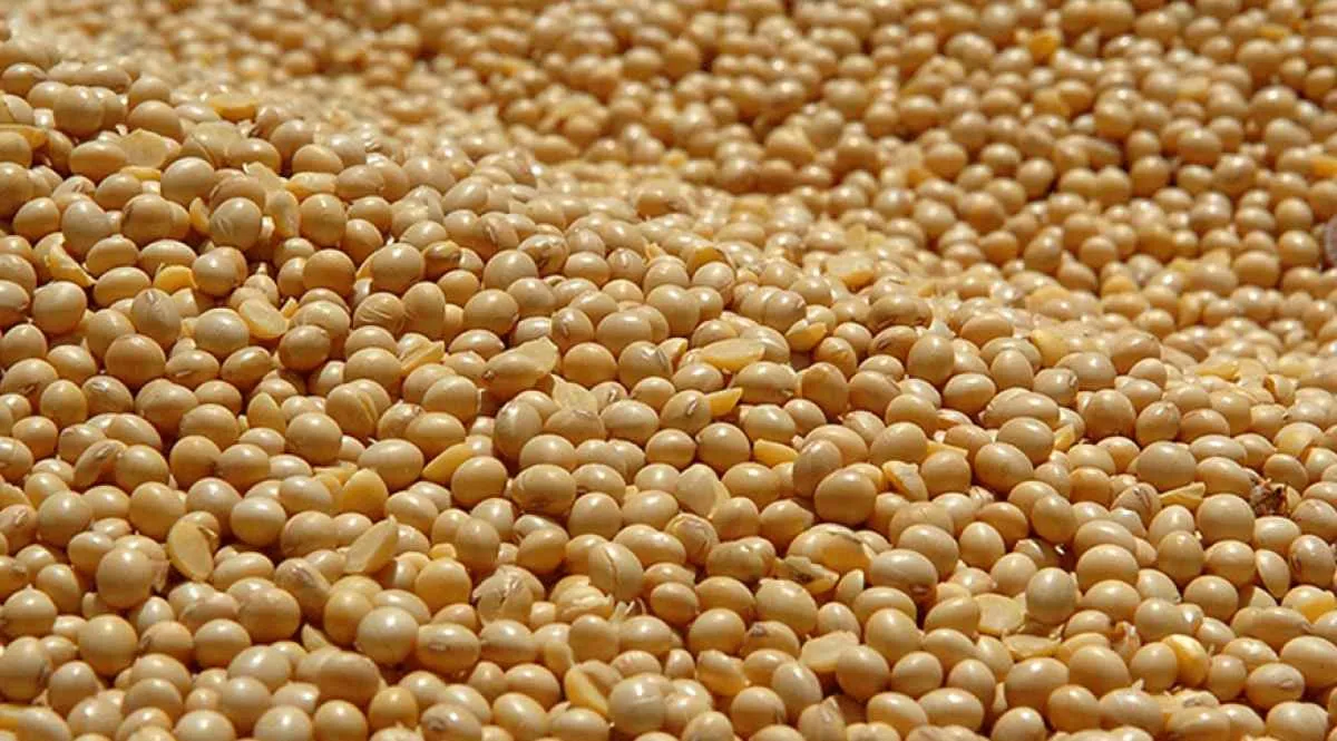 Soja tem queda nos preços e mercado aguarda relatório do USDA