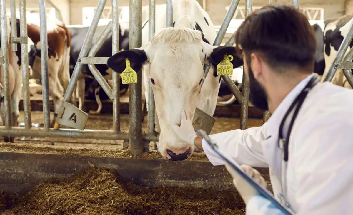 Câmara aprova urgência para criminalizar exercício ilegal da Medicina Veterinária