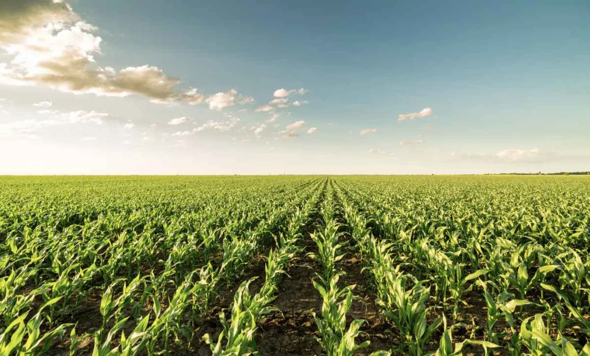 Conab divulga monitoramento agrícola de julho