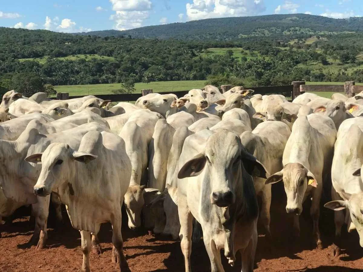 Agrodefesa alerta sobre sinais de febre aftosa em Goiás