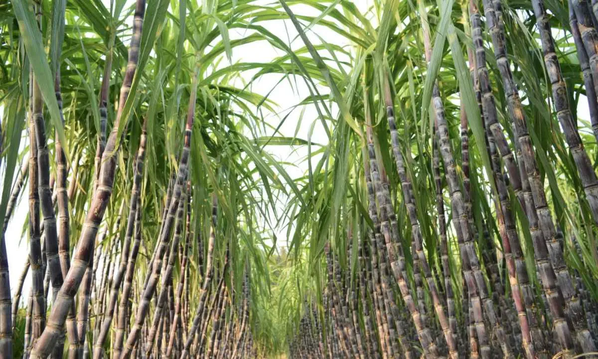 Safra 2025/26 de açúcar sofre perdas, mas pode recuperar