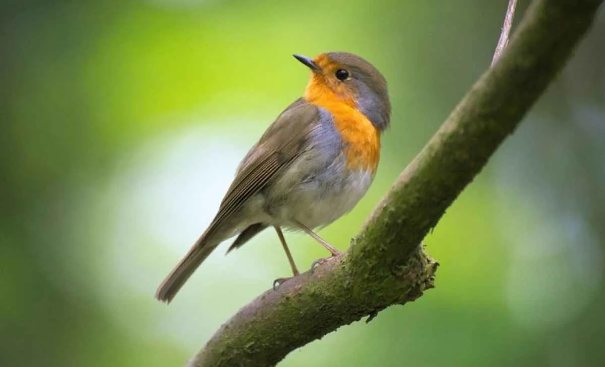 Brasil abre mercado de aves vivas nos Emirados Árabes Unidos
