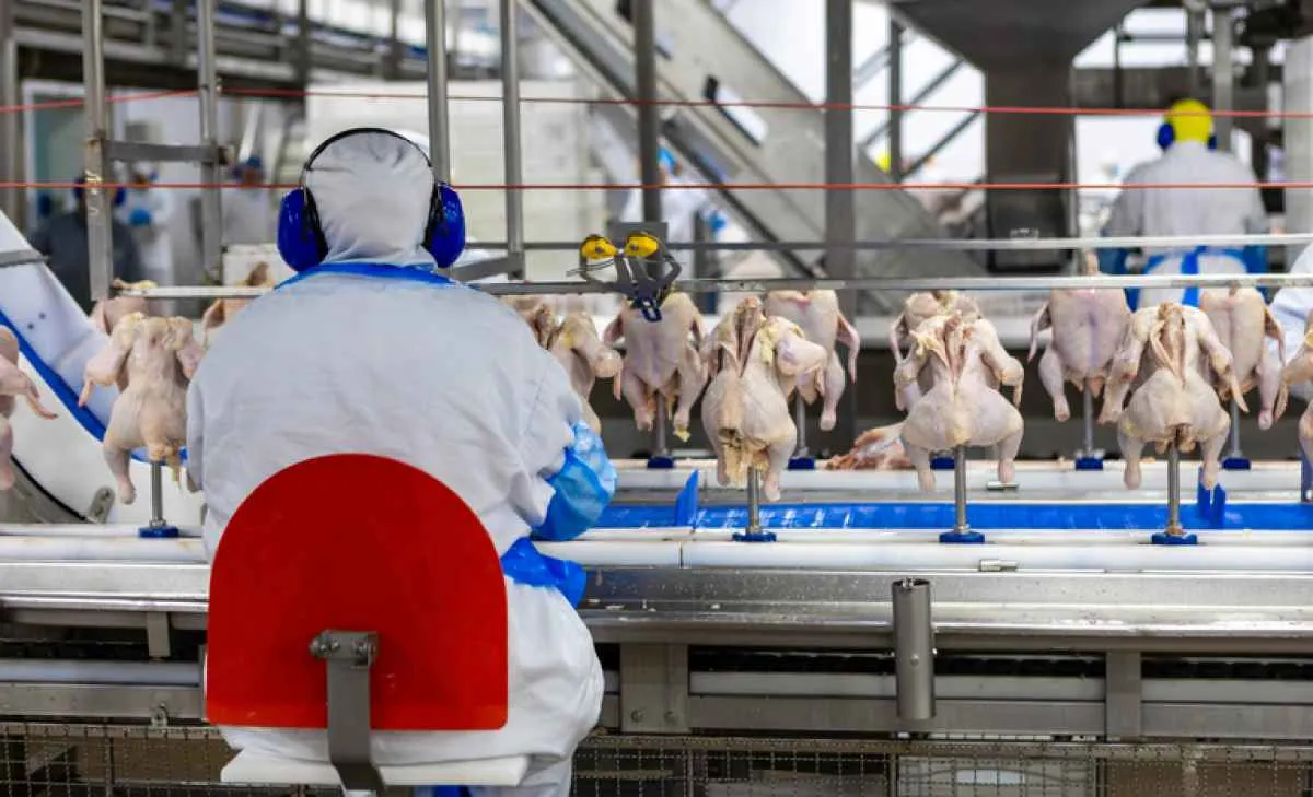 Avicultura brasileira bate US$ 5,4 bi em exportações