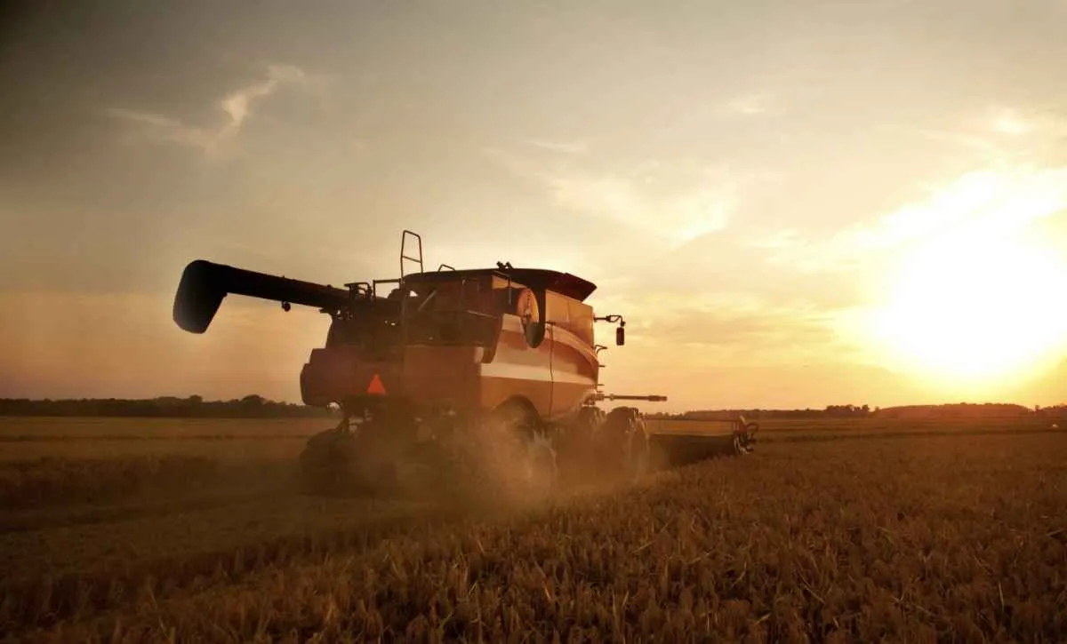 Colheita de trigo inicia no Paraná com boas produtividades
