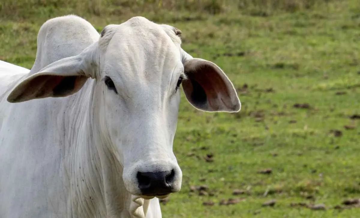 Liquidez menor pressiona carne bovina e mantém arroba estável