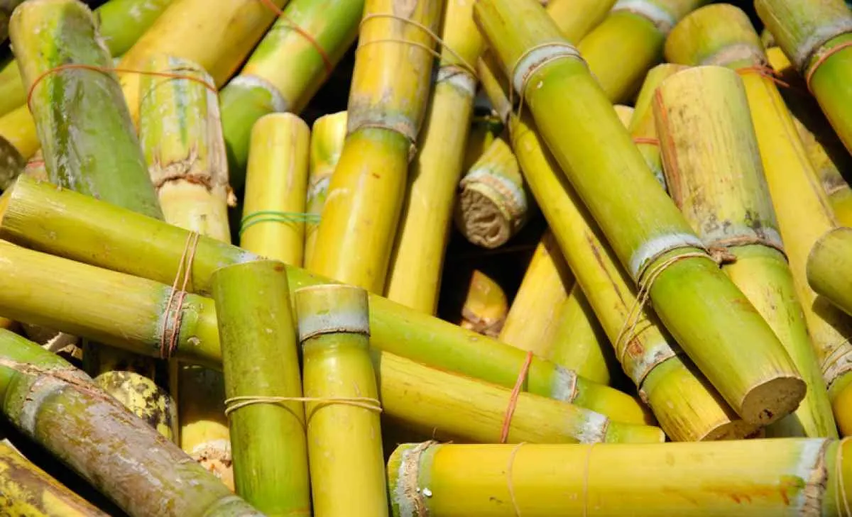 Brasil abre mercado de mudas de cana para a Guatemala