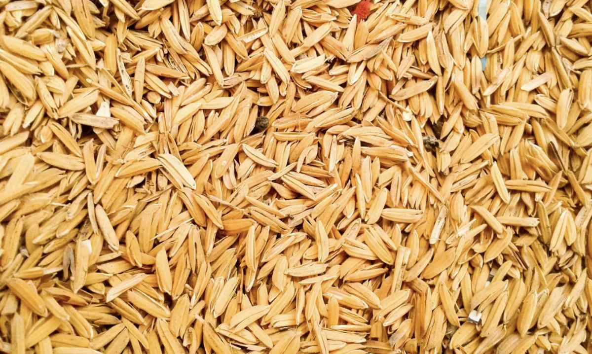 Arroz em casca tem preços pressionados por câmbio e baixa liquidez