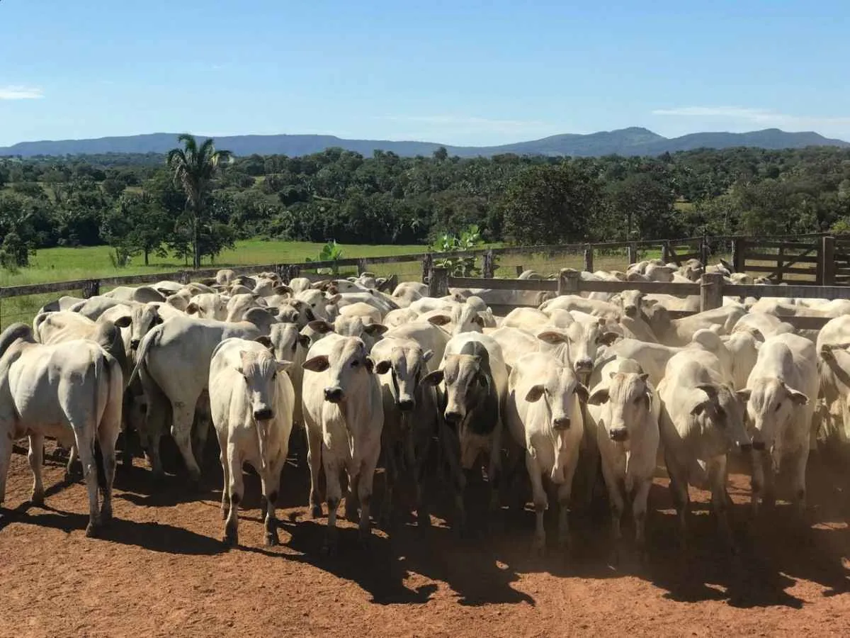 Goiás registra mais de 22,8 milhões de bovinos no 1º semestre de 2025