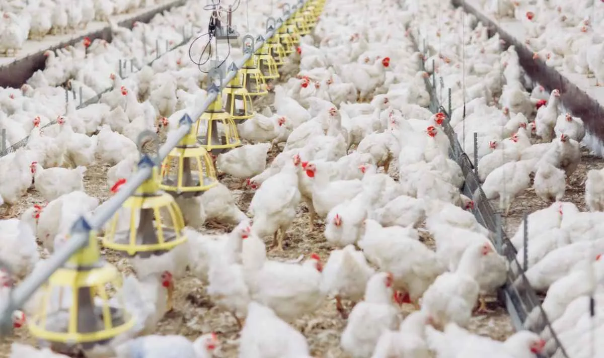 Brasil libera exportação de frango para quatro países após foco de IAAP