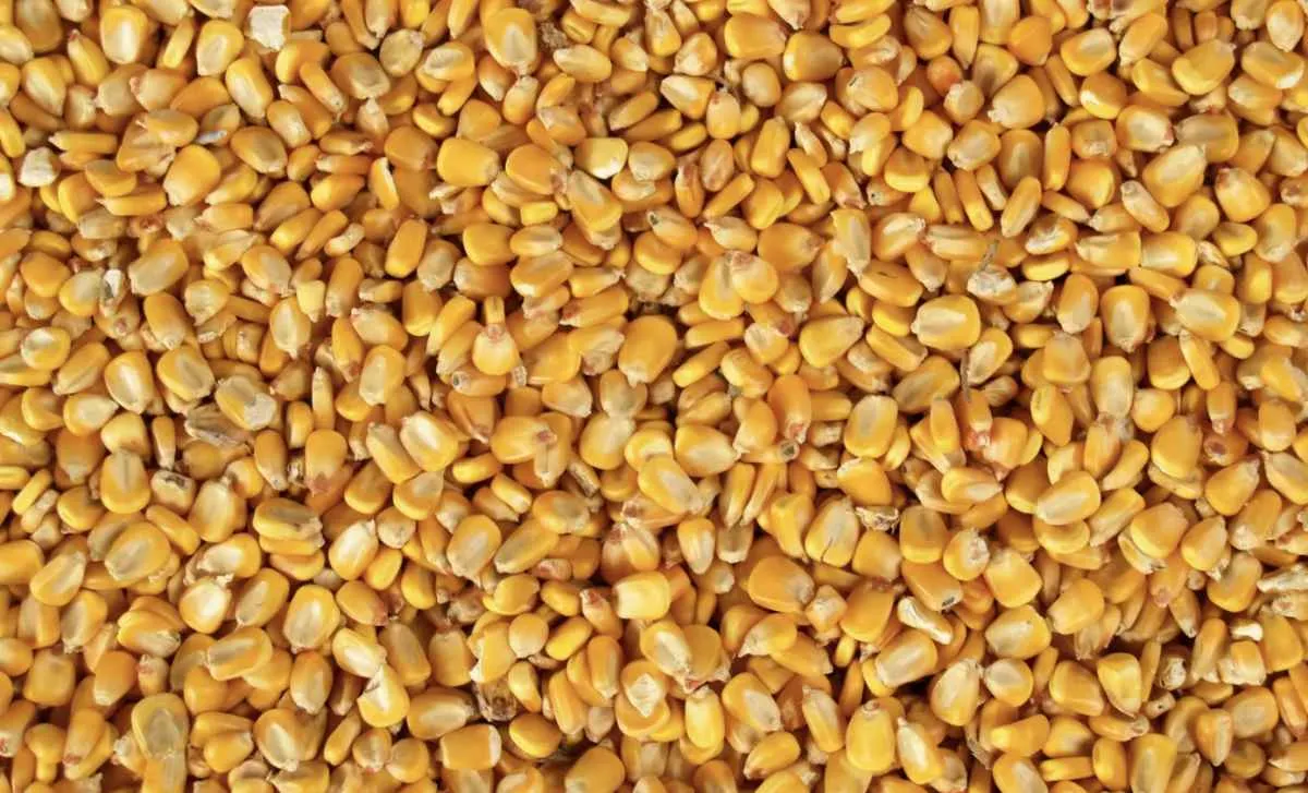 Produção global recorde mantém pressão sobre preços do milho